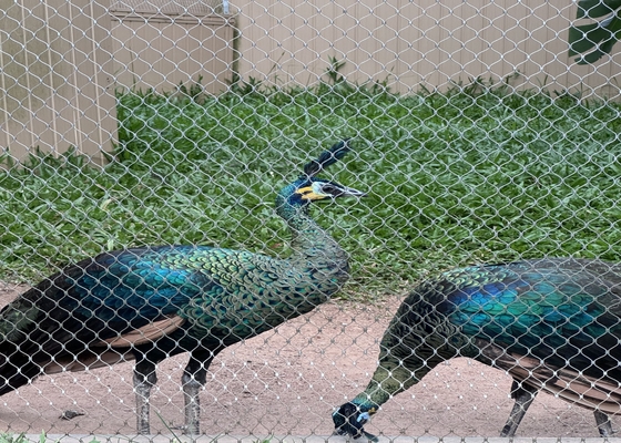 2mm Diâmetro de fio 304L rede de corda de aço inoxidável para animais de zoológico