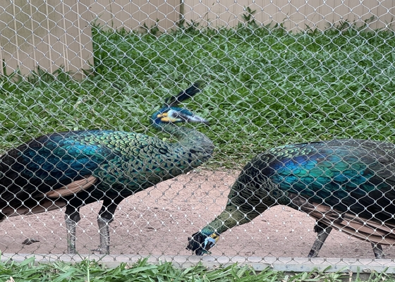 2 mm Diâmetro 316 316l Rede de fios de aço inoxidável para animais de zoológico