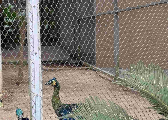 Rede de malha de corda de aço inoxidável 316 com conexões de ferrule para aves de animais de zoológico